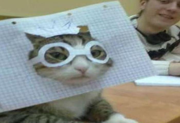 Tingkah Kucing Ini Sangat Menggemaskan Sekali!